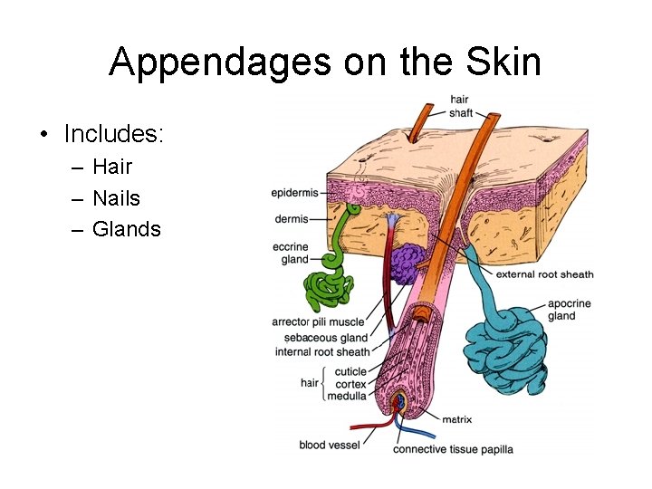 Appendages on the Skin • Includes: – Hair – Nails – Glands 