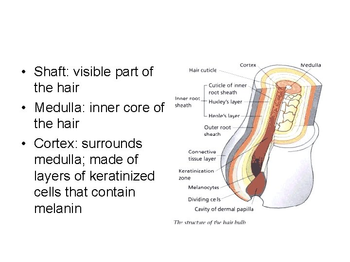  • Shaft: visible part of the hair • Medulla: inner core of the