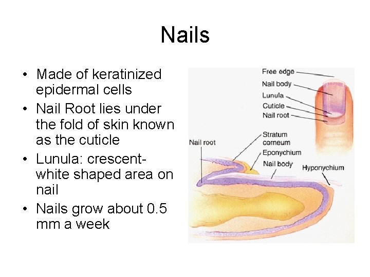 Nails • Made of keratinized epidermal cells • Nail Root lies under the fold