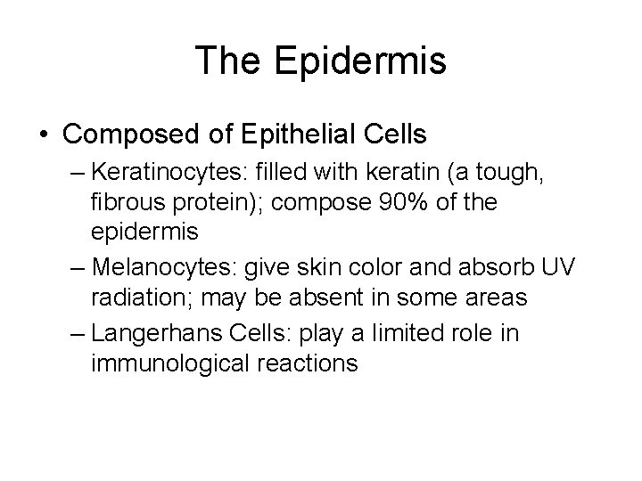 The Epidermis • Composed of Epithelial Cells – Keratinocytes: filled with keratin (a tough,
