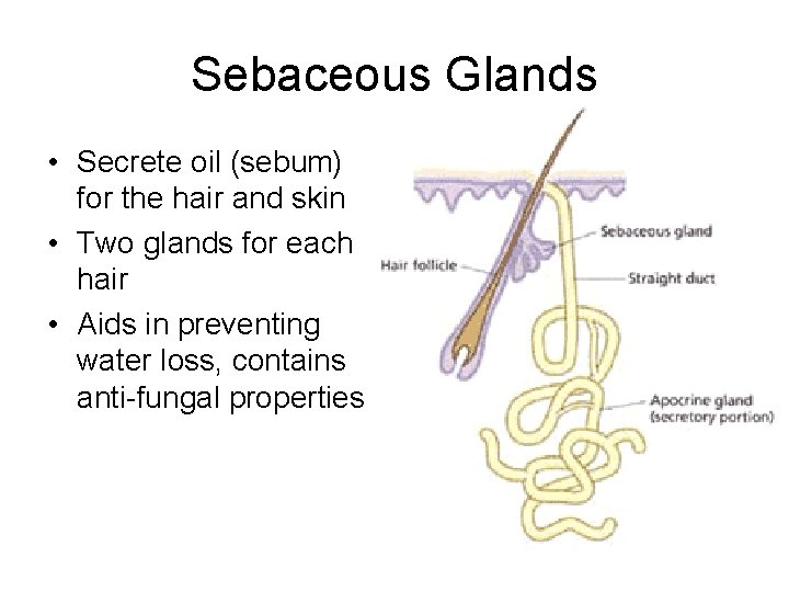 Sebaceous Glands • Secrete oil (sebum) for the hair and skin • Two glands