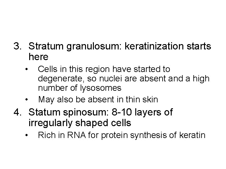 3. Stratum granulosum: keratinization starts here • • Cells in this region have started