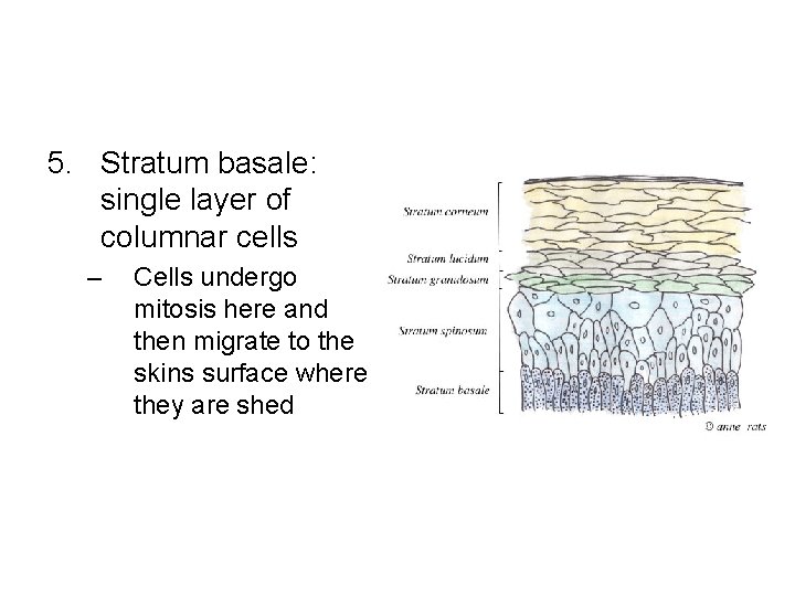 5. Stratum basale: single layer of columnar cells – Cells undergo mitosis here and