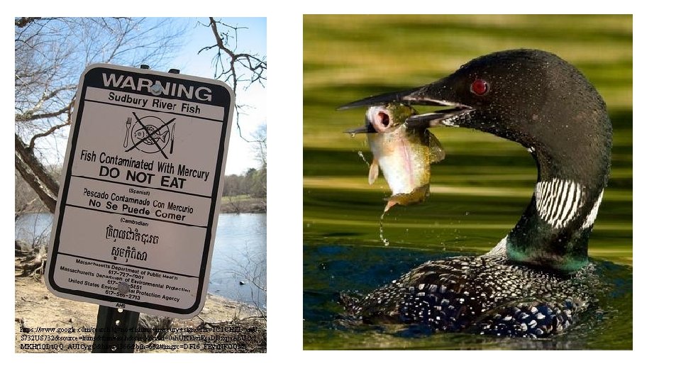https: //www. google. com/search? q=no+fishing+mercury+sign&rlz=1 C 1 CHZL_en. U S 732 US 732&source=lnms&tbm=isch&sa=X&ved=0 ah.