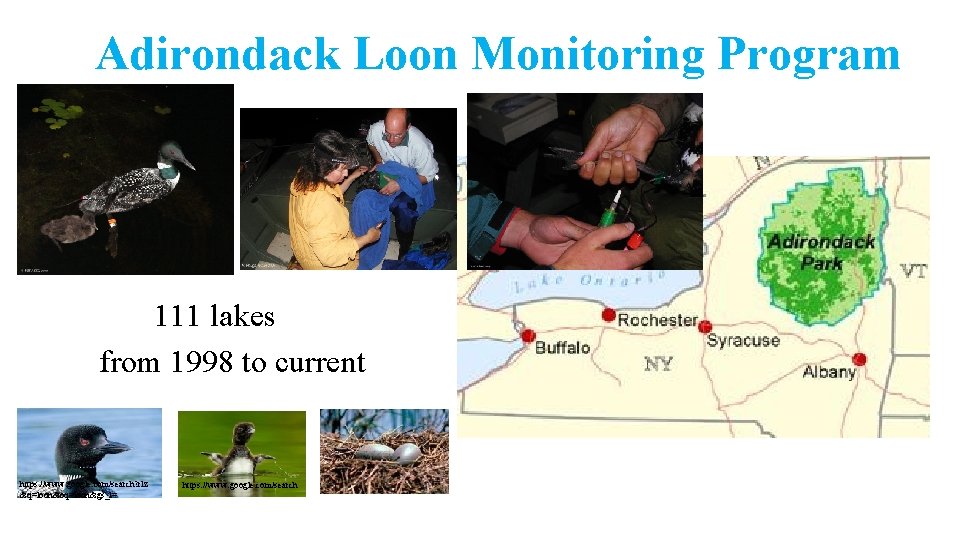 Adirondack Loon Monitoring Program 111 lakes from 1998 to current https: //www. google. com/search?