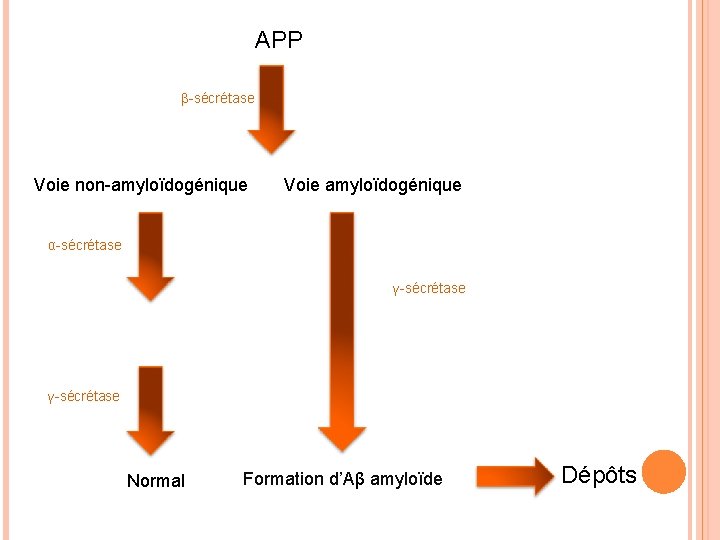 APP β-sécrétase Voie non-amyloïdogénique Voie amyloïdogénique α-sécrétase γ-sécrétase Normal Formation d’Aβ amyloïde Dépôts 