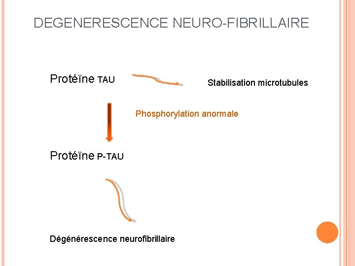 DEGENERESCENCE NEURO-FIBRILLAIRE Protéïne TAU Stabilisation microtubules Phosphorylation anormale Protéïne P-TAU Dégénérescence neurofibrillaire 