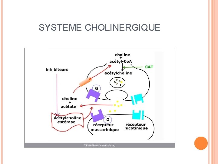 SYSTEME CHOLINERGIQUE 