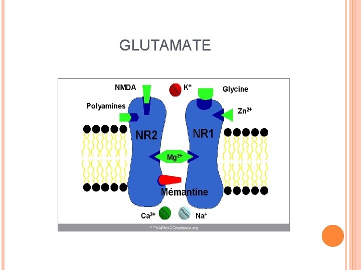 GLUTAMATE 