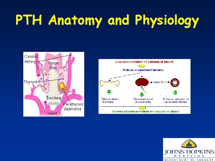 PTH Anatomy and Physiology 