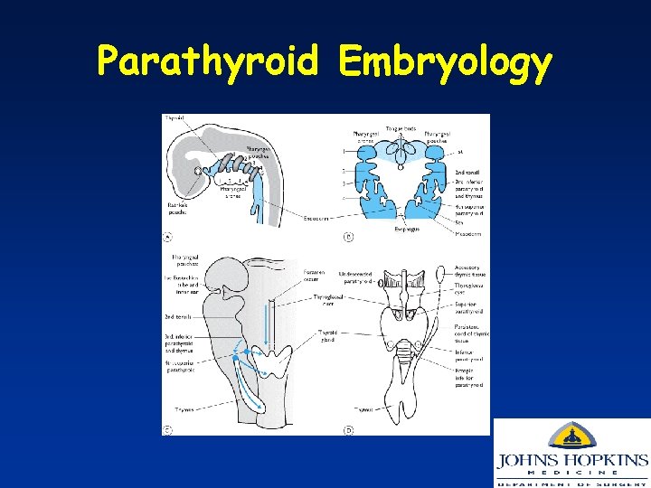 Parathyroid Embryology 
