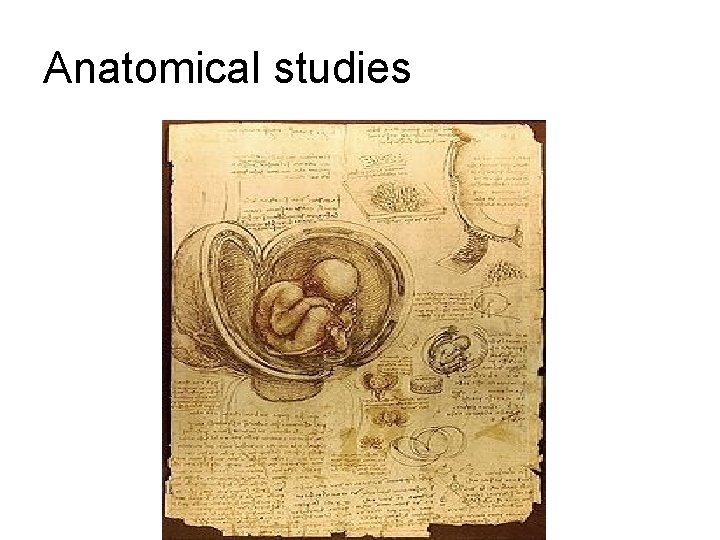 Anatomical studies Anatomical studies