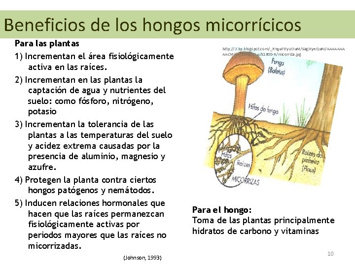 Beneficios de los hongos micorrícicos Para las plantas 1) Incrementan el área fisiológicamente activa