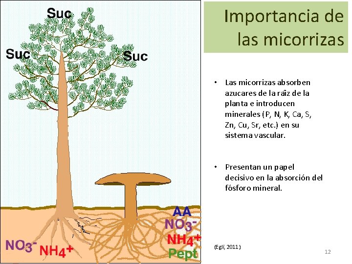Importancia de las micorrizas • Las micorrizas absorben azucares de la rai z de