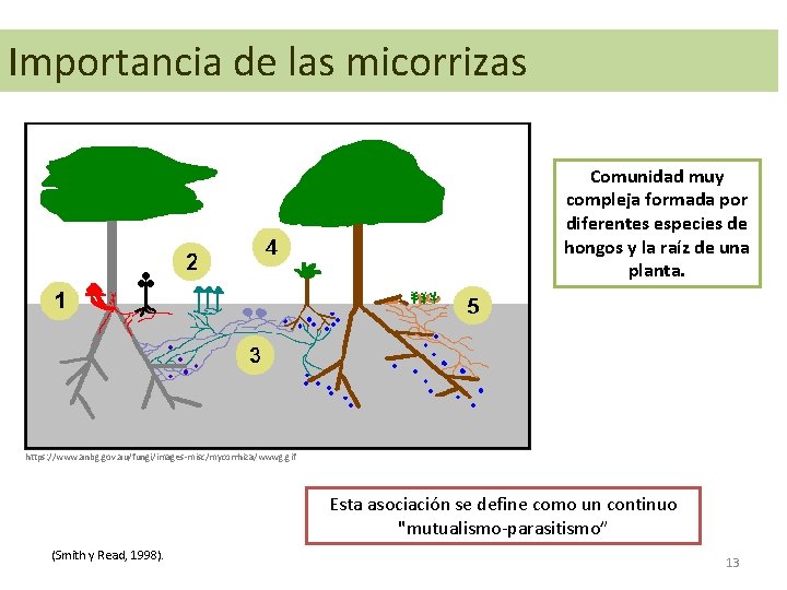 Importancia de las micorrizas Comunidad muy compleja formada por diferentes especies de hongos y