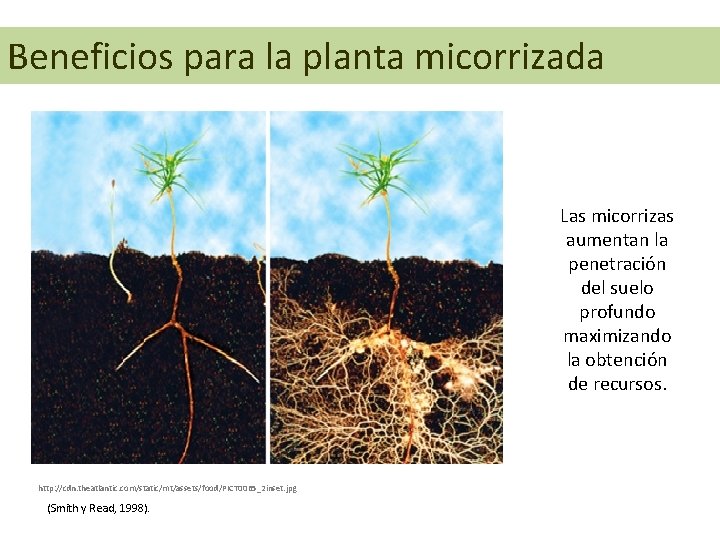 Beneficios para la planta micorrizada Las micorrizas aumentan la penetración del suelo profundo maximizando