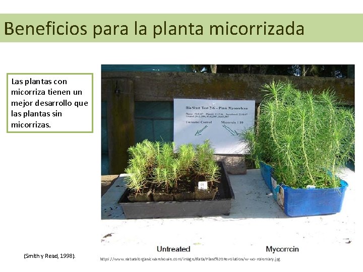 Beneficios para la planta micorrizada Las plantas con micorriza tienen un mejor desarrollo que