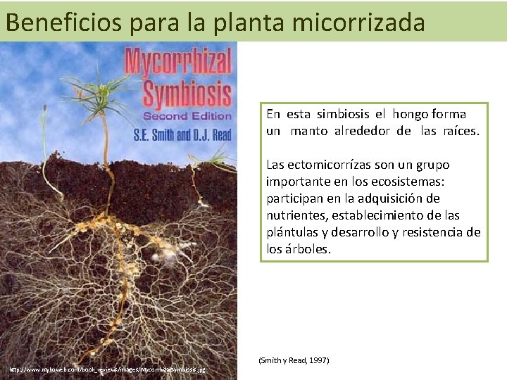 Beneficios para la planta micorrizada En esta simbiosis el hongo forma un manto alrededor
