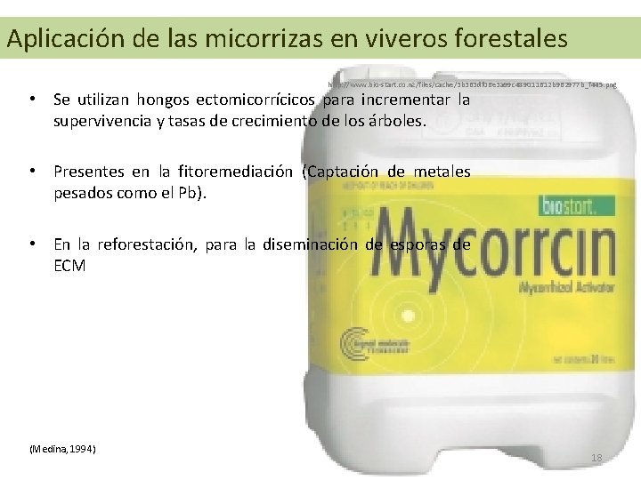 Aplicación de las micorrizas en viveros forestales http: //www. bio-start. co. nz/files/cache/3 b 363