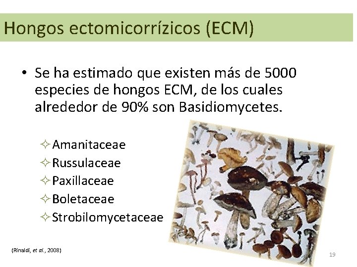Hongos ectomicorrízicos (ECM) • Se ha estimado que existen más de 5000 especies de