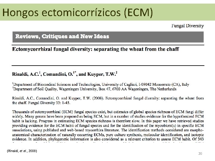 Hongos ectomicorrízicos (ECM) (Rinaldi, et al. , 2008) 20 