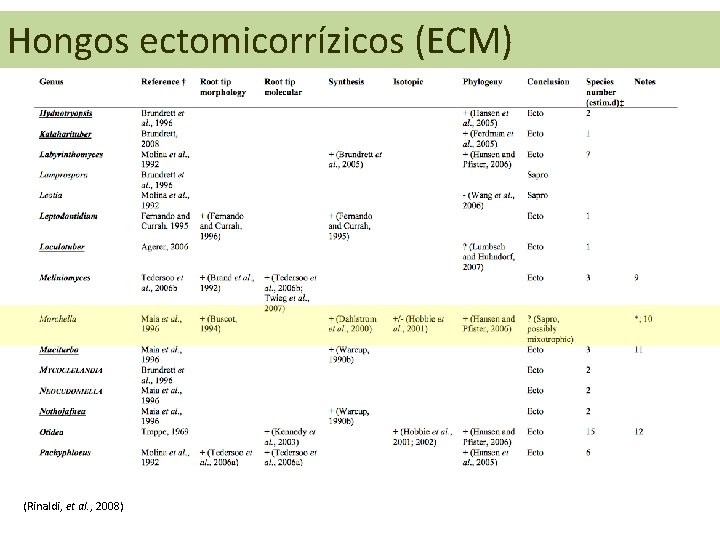 Hongos ectomicorrízicos (ECM) (Rinaldi, et al. , 2008) 
