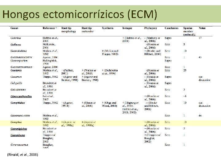 Hongos ectomicorrízicos (ECM) (Rinaldi, et al. , 2008) 