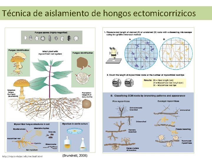 Técnica de aislamiento de hongos ectomicorrizicos http: //mycorrhizas. info/method. html (Brundrett, 2008) 