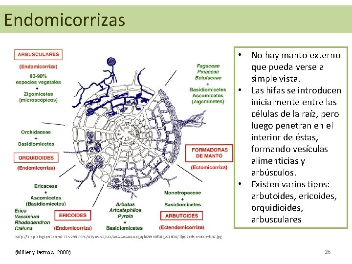 Endomicorrizas • No hay manto externo que pueda verse a simple vista. • Las