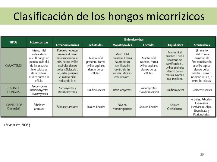 Clasificacio n de los hongos micorrizicos (Brundrett, 2008) 29 