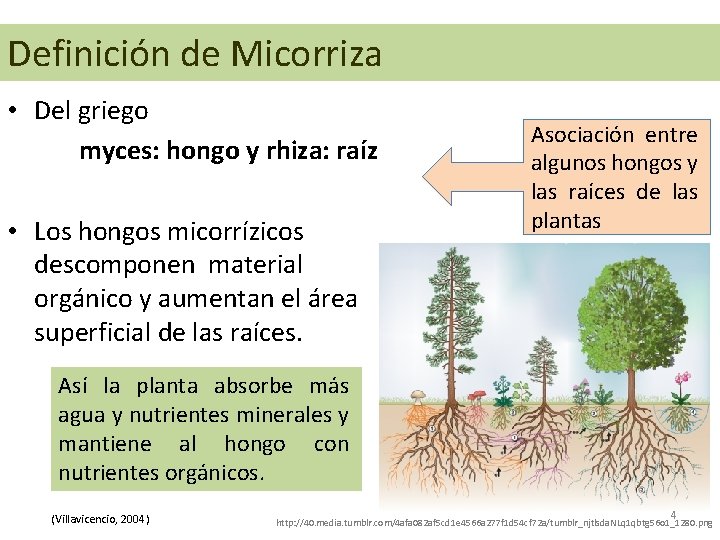 Definición de Micorriza • Del griego myces: hongo y rhiza: raíz • Los hongos