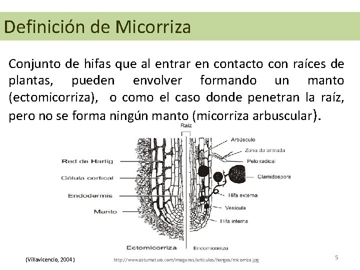Definición de Micorriza Conjunto de hifas que al entrar en contacto con raíces de