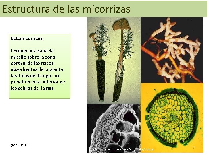 Estructura de las micorrizas Ectomicorrízas Forman una capa de micelio sobre la zona cortical