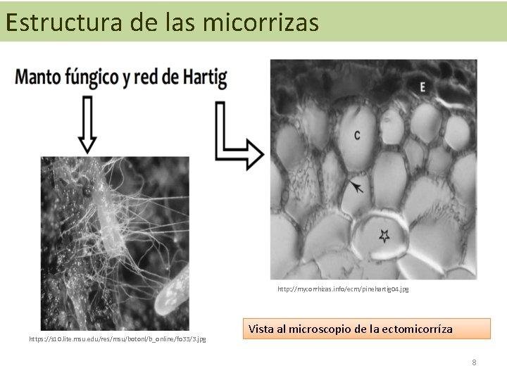 Estructura de las micorrizas http: //mycorrhizas. info/ecm/pinehartig 04. jpg https: //s 10. lite. msu.