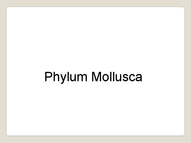 Phylum Mollusca 