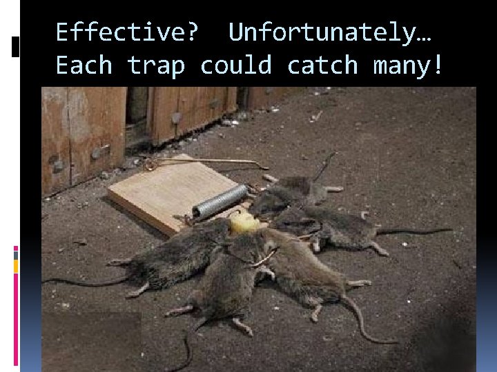 Effective? Unfortunately… Each trap could catch many! 