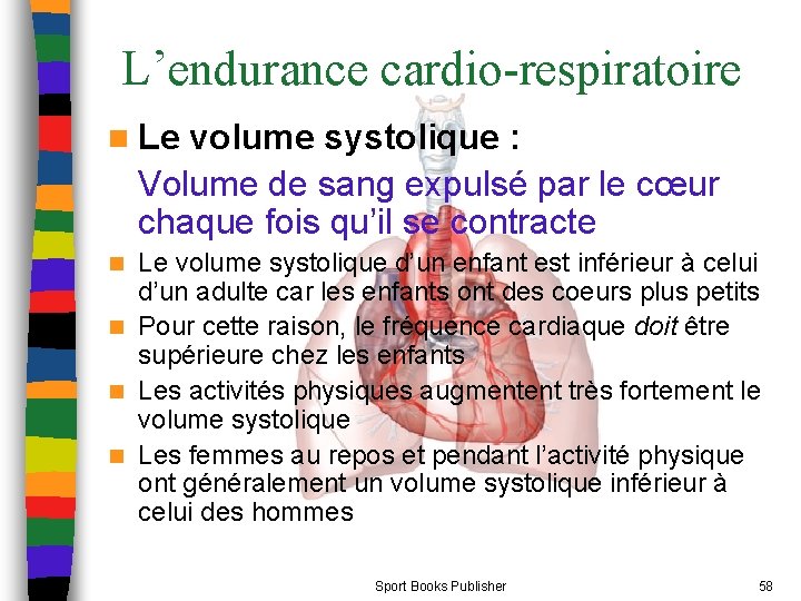 L’endurance cardio-respiratoire n Le volume systolique : Volume de sang expulsé par le cœur