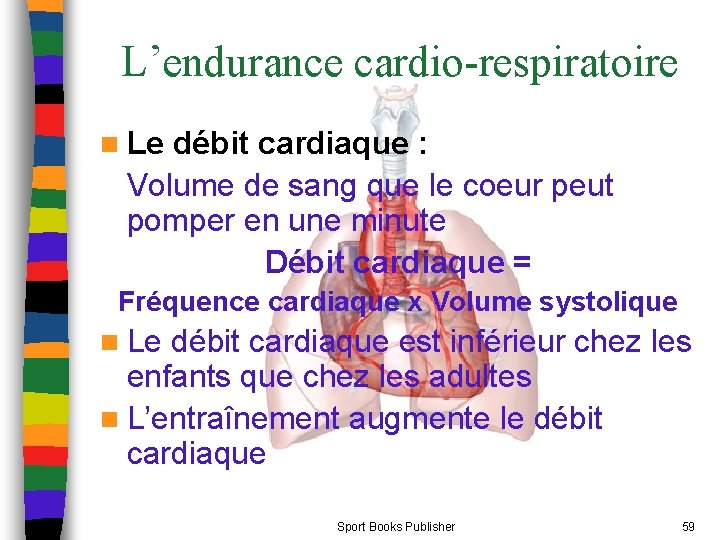 L’endurance cardio-respiratoire n Le débit cardiaque : Volume de sang que le coeur peut