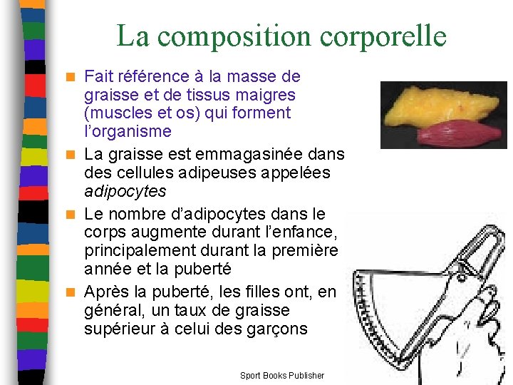 La composition corporelle Fait référence à la masse de graisse et de tissus maigres