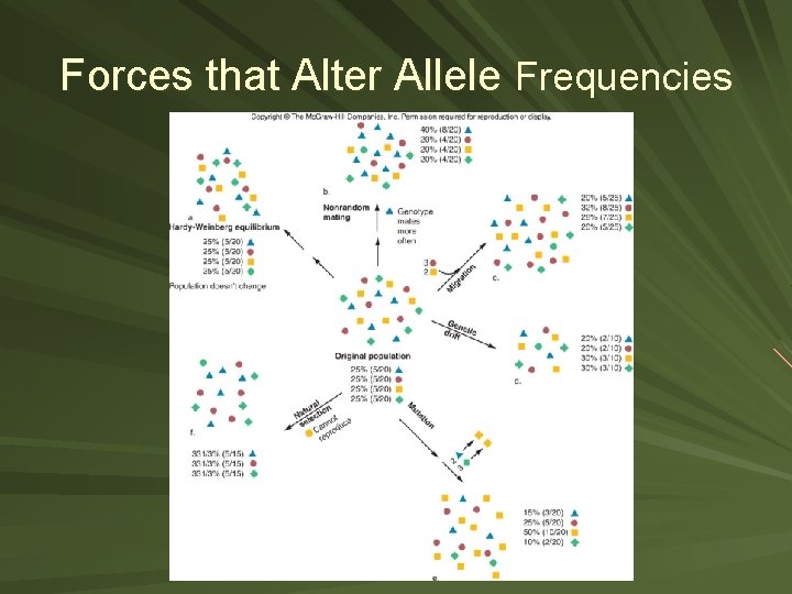 Forces that Alter Allele Frequencies 