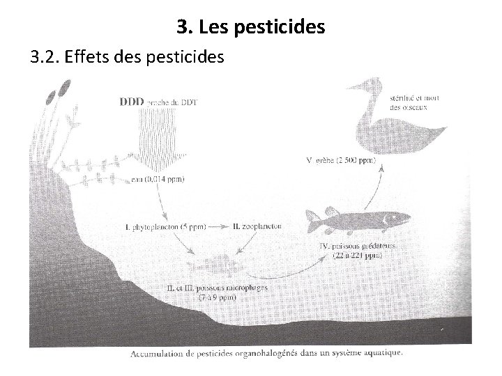 3. Les pesticides 3. 2. Effets des pesticides 