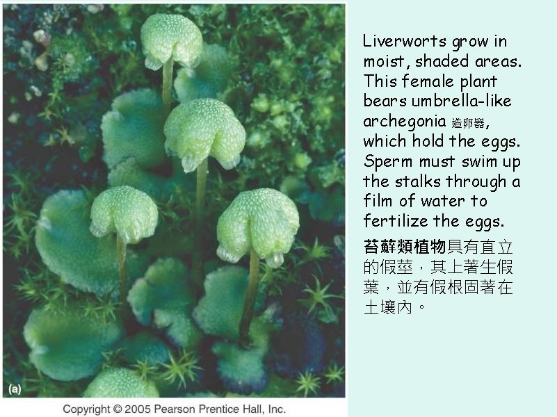 Liverworts grow in moist, shaded areas. This female plant bears umbrella-like archegonia 造卵器, which