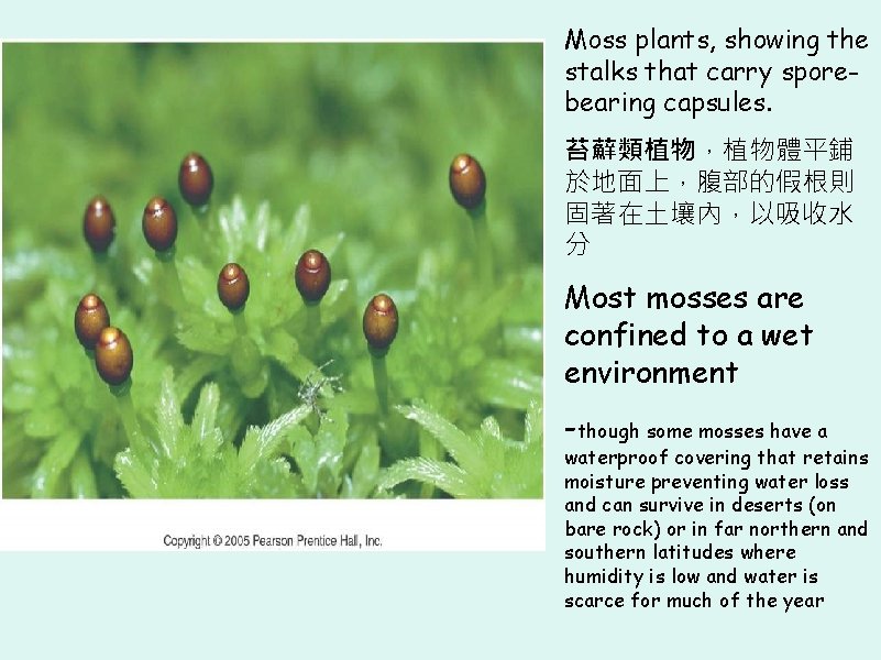 Moss plants, showing the stalks that carry sporebearing capsules. 苔蘚類植物，植物體平鋪 於地面上，腹部的假根則 固著在土壤內，以吸收水 分 Most