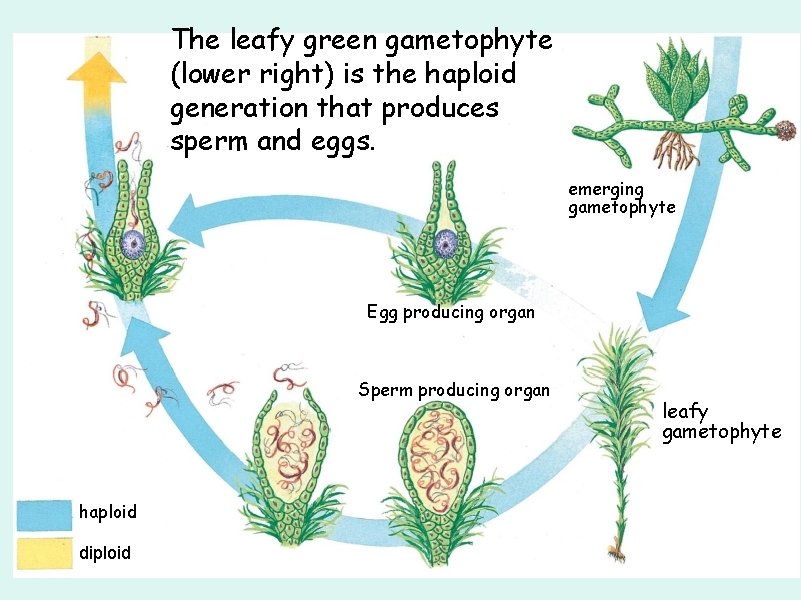 The leafy green gametophyte (lower right) is the haploid generation that produces sperm and