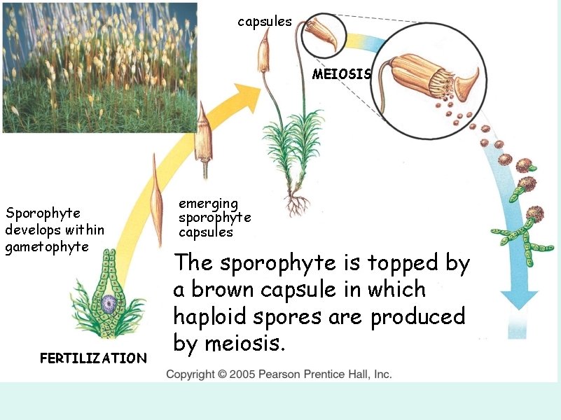 capsules MEIOSIS Sporophyte develops within gametophyte FERTILIZATION emerging sporophyte capsules The sporophyte is topped