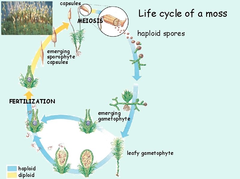 capsules Life cycle of a moss MEIOSIS haploid spores emerging sporophyte capsules FERTILIZATION emerging