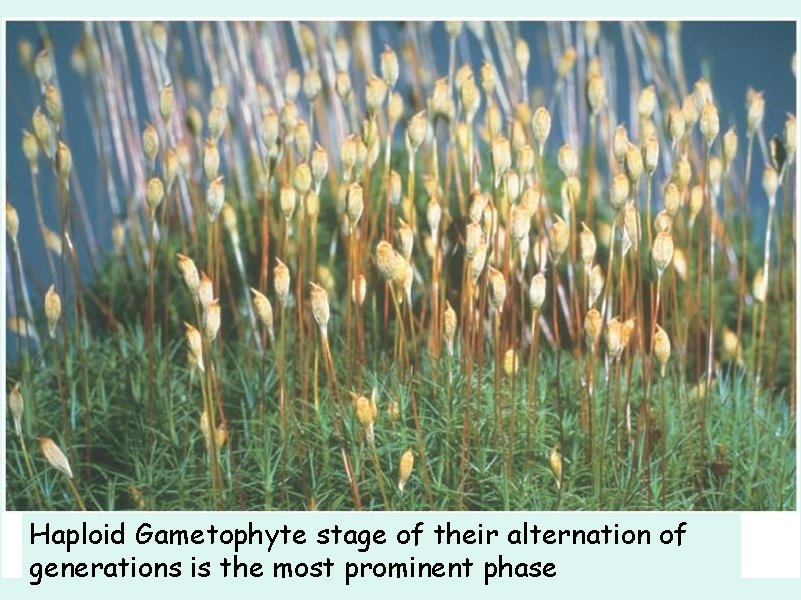 Haploid Gametophyte stage of their alternation of generations is the most prominent phase 