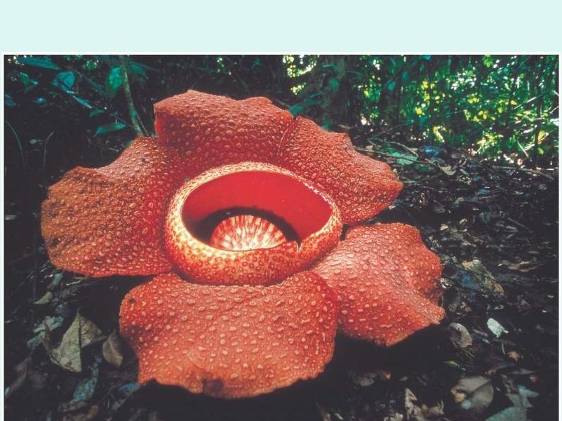 The huge, foul-smelling flower of the stinking corpse lily Parasite 