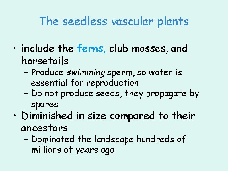 The seedless vascular plants • include the ferns, club mosses, and horsetails – Produce