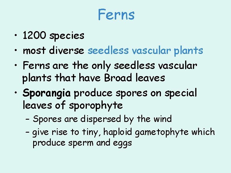 Ferns • 1200 species • most diverse seedless vascular plants • Ferns are the